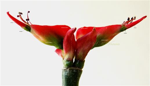  Inflorescence-Cyathia in Dichasial cyme